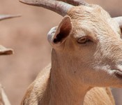 africa_goat