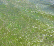 algae