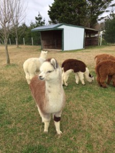 Outstanding Dreams Farm