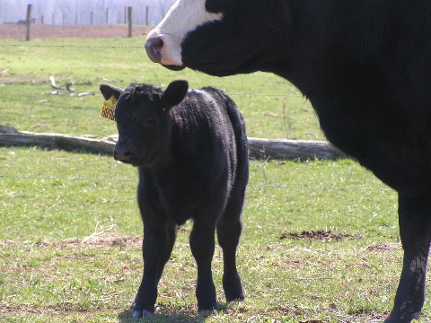 angus_calf