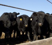 angus_feedlot