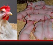 animal-video-1