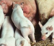 ars_piglets