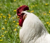 avma_banner