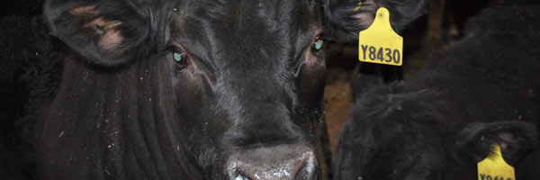 beef-cow