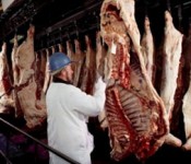 beef_carcass_250