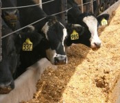 Beef animals at a feedlot. Image courtesy of Iowa State University Extension.