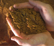 brown algae