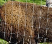 buffalo_banner