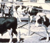 bull-exercise