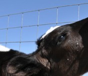 calf_milk