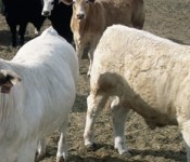 cattle_feedlot - Version 2