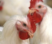 chickensars