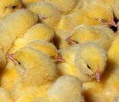chicks