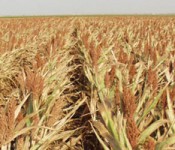 corn-drought