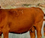 cow_calf