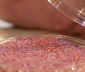 cultured_beef
