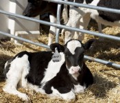Dairy Calves