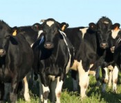 dairy_banner