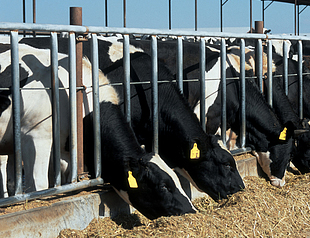 dairy_cows_eating