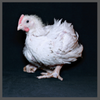 TS, young broiler 100 x 100