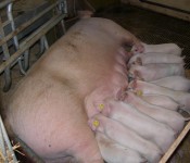 Denmark pig 4