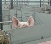 Denmark pig_banner