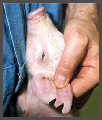 ear notch pig