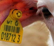 ear_tag