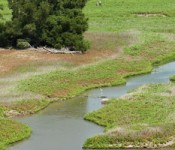ecoli_river