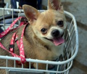 fat dog-in-a-basket