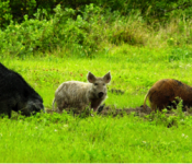 feralpigs.jpg