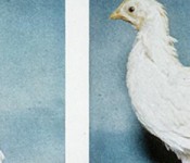 folic_acid_chicken