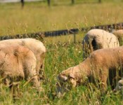 forage_banner