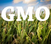 GMOCorn