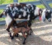 goats