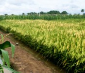 golden_rice_irri
