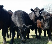 grazing calves