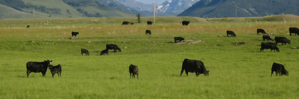 grazing-cow-banner