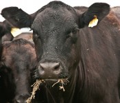 grazing cows