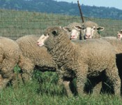 grazing-sheep