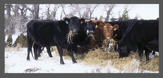 National Agricultural Library, CASE IH, American Science of Animal Science, beef cattle, feeding, nutrition, animal science, animal agriculture