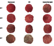 groundbeef