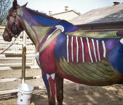 Horse with skin painted showing bones and muscles