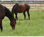 horse_banner