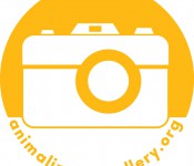 ImageGallery_shirt
