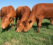 Cattle grazing.
Photo by Stephen Ausmus.