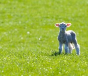 lamb