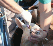 lamb-deworming