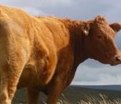 lone-cattle_banner